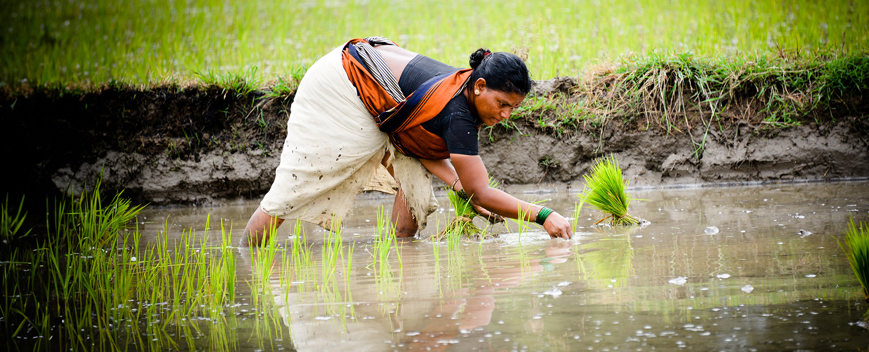 Hero Banner Image Agriculture