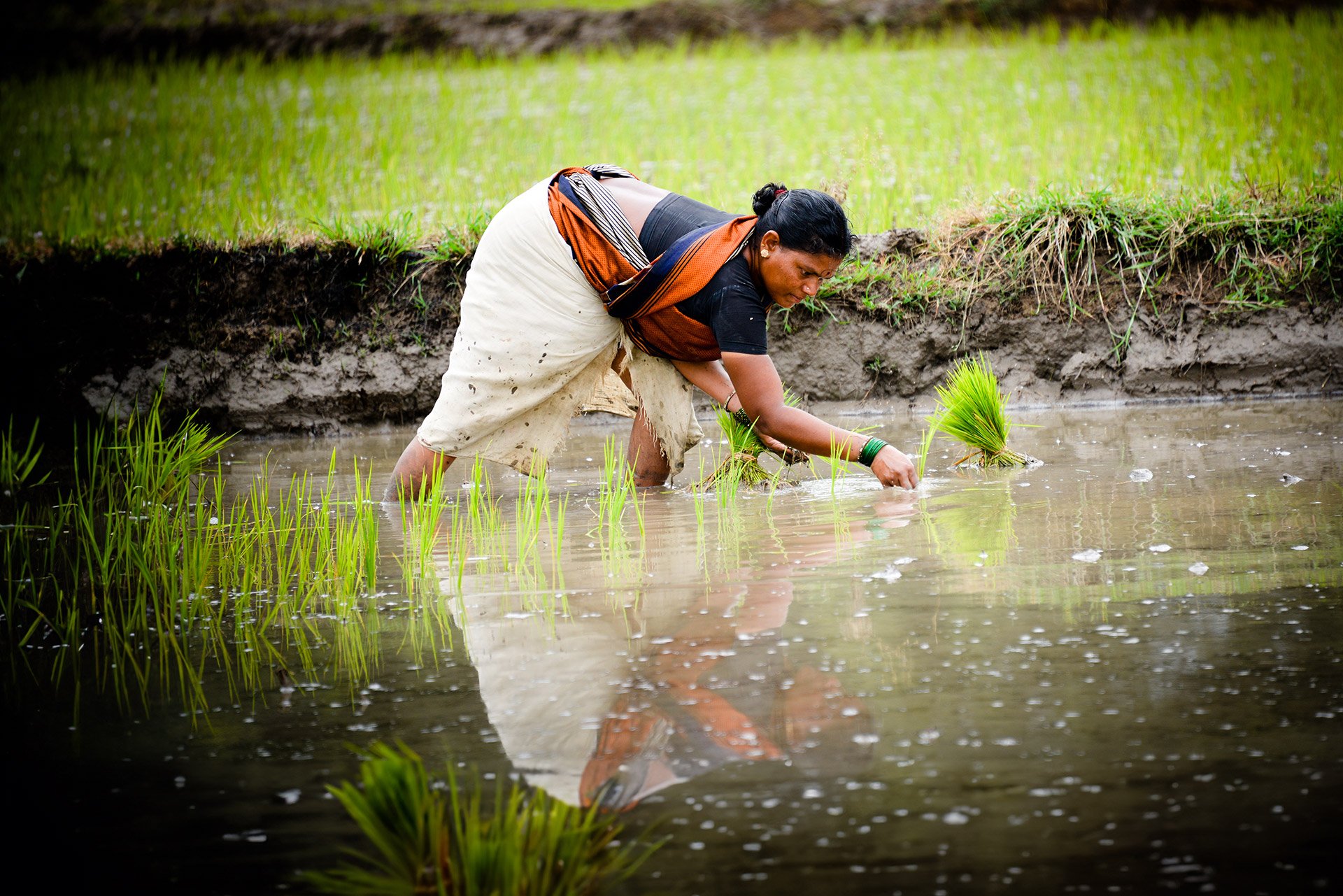 In northern india they harvest their. Рис Индия. Животноводство в Индии. Paddy Srinivasan. Planting Rice.